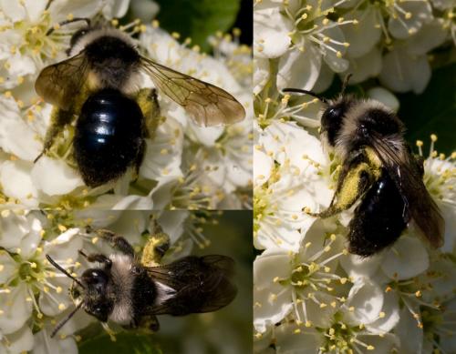 Andrena cineraria