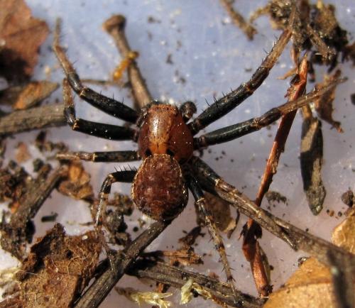 Xysticus luctator