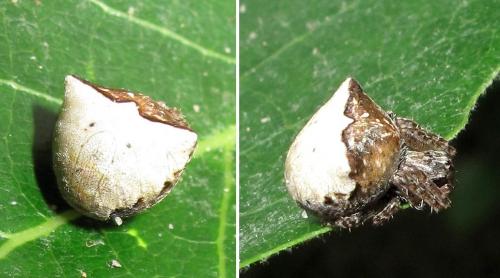 Réf. 68 401 : Gibbaranea bituberculata