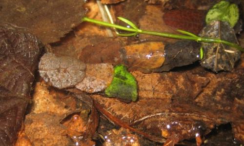 Glyphotaelius pellucidus