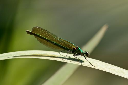 Calopteryx splendens