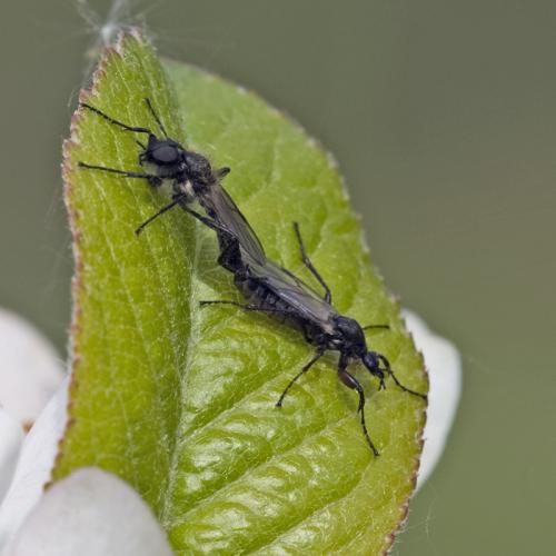 Bibio sp.