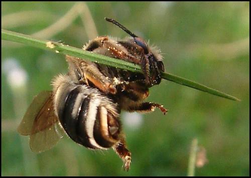 Eucera nigrescens