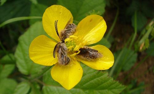 Eucera nigrifacies