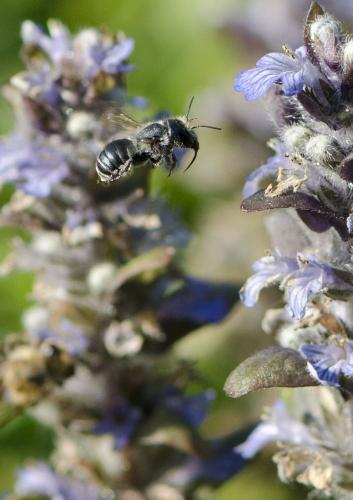 Osmia sp.