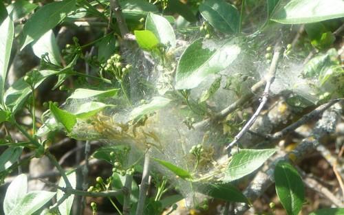 Yponomeuta sp.