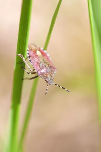 Réf. 68 076 : Dolycoris baccarum