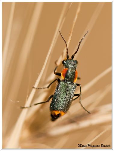 Réf. 68 391 : Clanoptilus marginellus