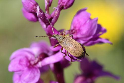 Phyllobius glaucus