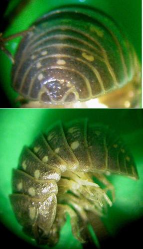 Armadillidium quinquepustulatum
