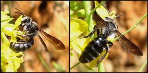 Andrena agilissima