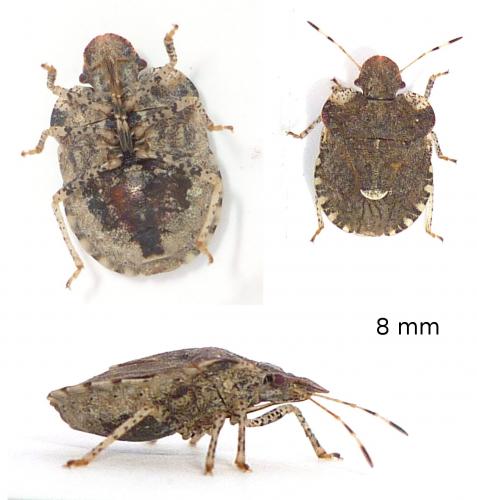 Réf. 68 924 : Dyroderes umbraculatus