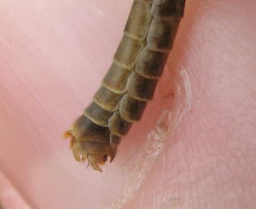 Tipula vernalis