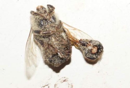 Réf. 68 118 : Apis mellifera