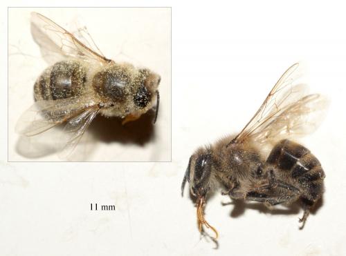 Réf. 68 117 : Apis mellifera