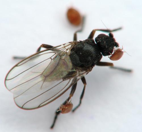 Réf. 68 125 : Ischiolepta sp.
