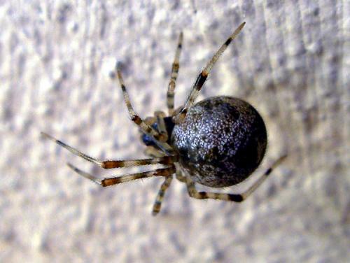Parasteatoda tepidariorum