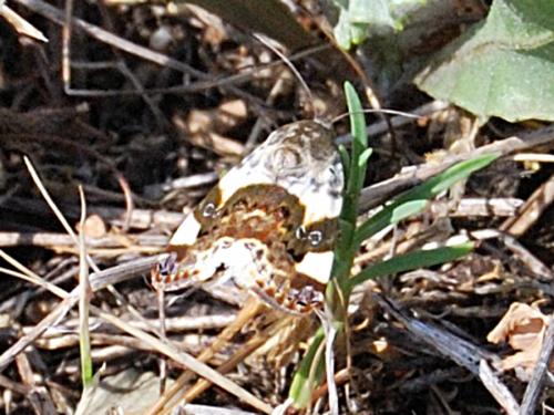 Réf. 68 990 : Acontia lucida