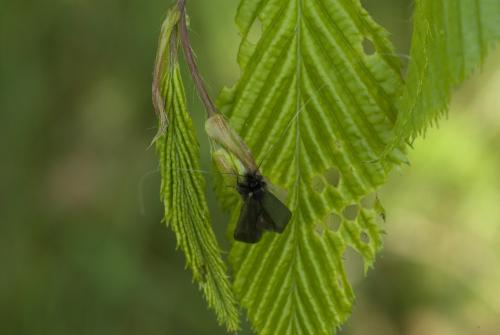 Adela reaumurella