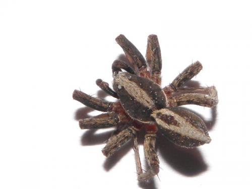 Alopecosa albofasciata