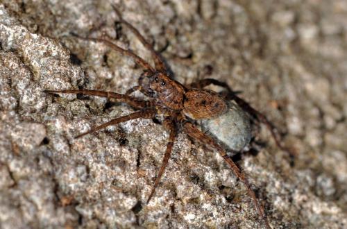 Pardosa sp.