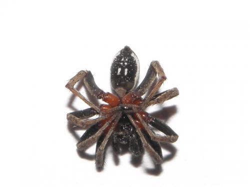Alopecosa albofasciata