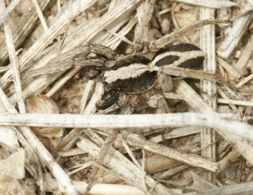 Alopecosa albofasciata