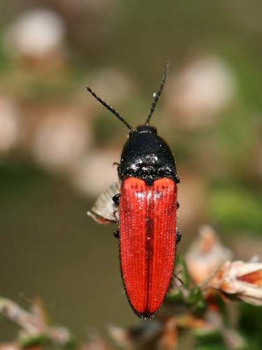 Réf. 68 619 : Ampedus sp.