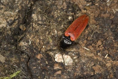 Ampedus sp.