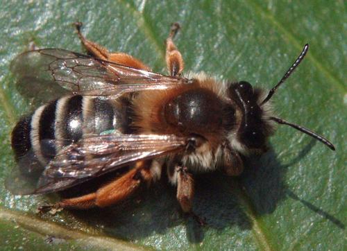 Andrena gravida