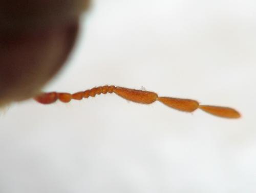 Oligomerus ptilinoides