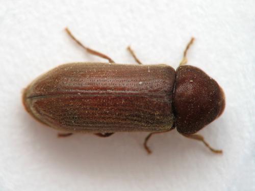 Réf. 68 960 : Oligomerus ptilinoides