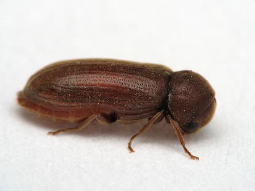 Réf. 68 959 : Oligomerus ptilinoides