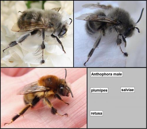 Anthophora divers