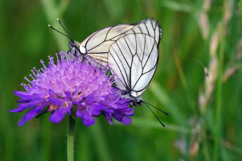 Aporia crataegi