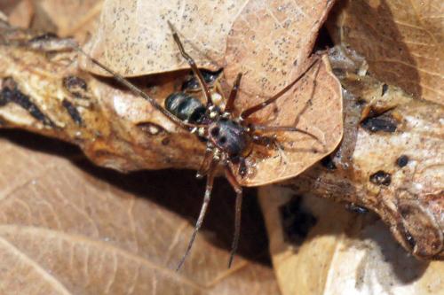 Micaria sp.