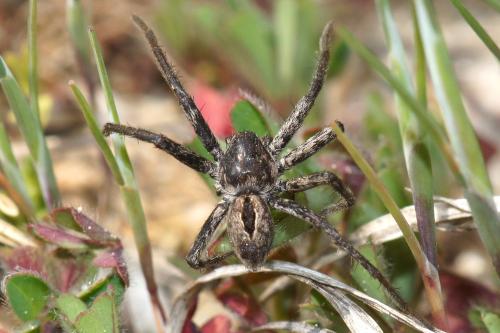Réf. 68 909 : Thanatus formicinus