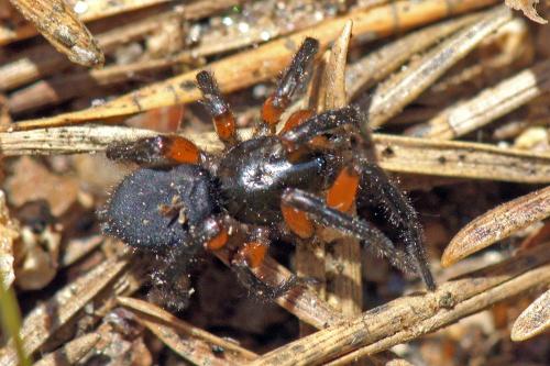 Réf. 68 908 : Gnaphosa bicolor