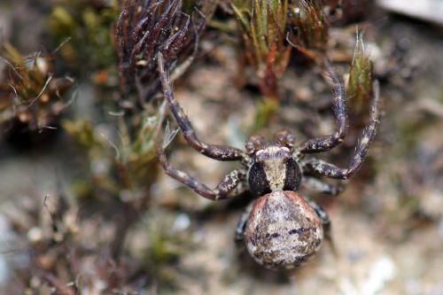 Réf. 68 635 : Xysticus lanio
