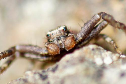 Réf. 68 636 : Xysticus lanio