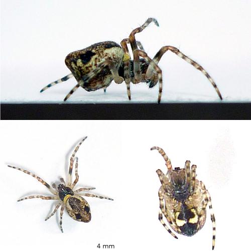 Réf. 68 487 : Cyclosa conica