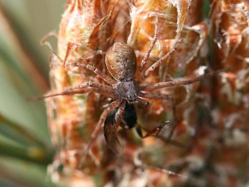 Philodromus sp.