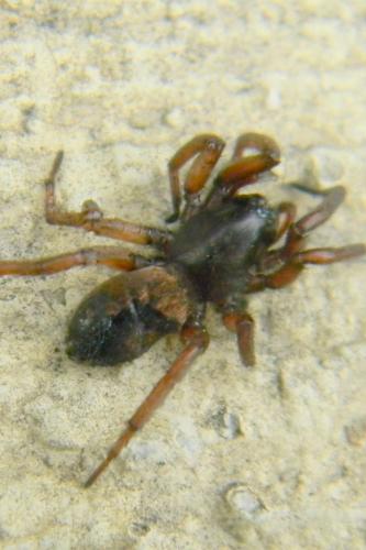 Réf. 68 257 : Haplodrassus sp.