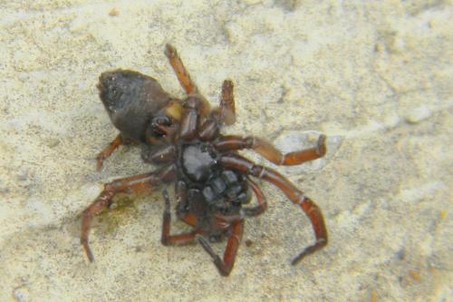 Haplodrassus sp.
