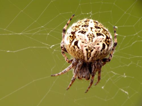 Agalenatea redii