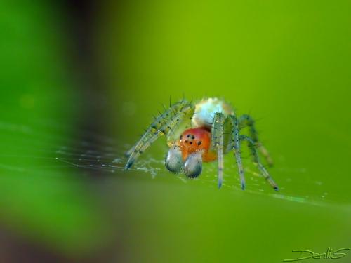 Réf. 68 332 : Araniella sp.