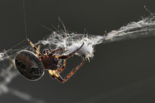 Larinioides cornutus