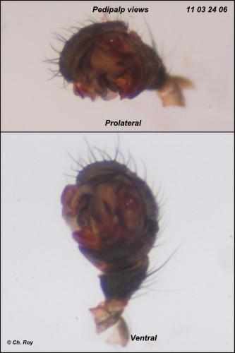 Réf. 68 047 : Tenuiphantes zimmermanni