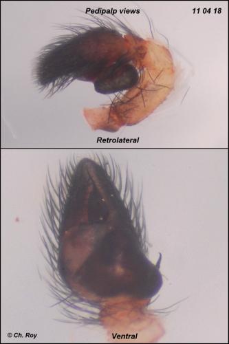 Pseudeuophrys erratica