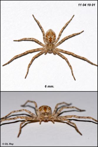 Réf. 68 701 : Rhysodromus fallax